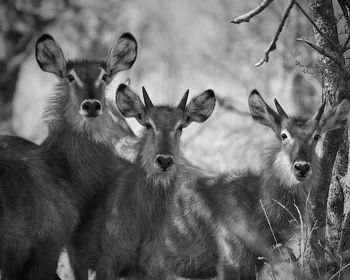 Deer in a field