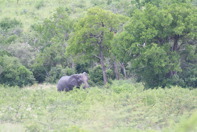 Horse grazing on field