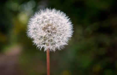 Close-up of dandelion