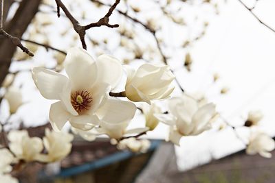 Close-up of white cherry blossom tree