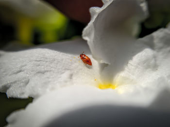 Close-up of insect on white flower
