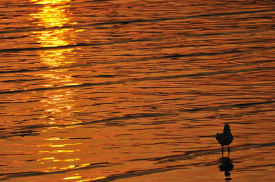 Silhouette bird perching on lake during sunset