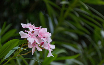 Close-up of pink flowering plant