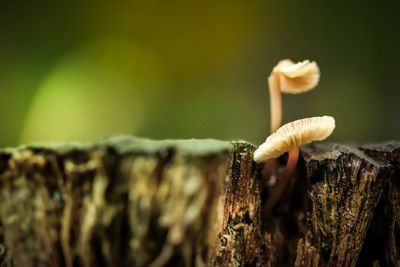 Close-up of mushroom growing on tree trunk