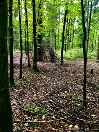 Trees growing in forest