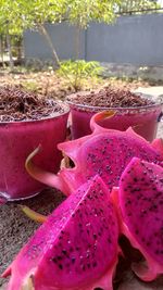 Close-up of pink fruits on plant in yard