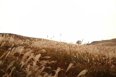 Scenic view of agricultural field against clear sky