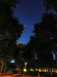 Low angle view of trees against clear sky at night