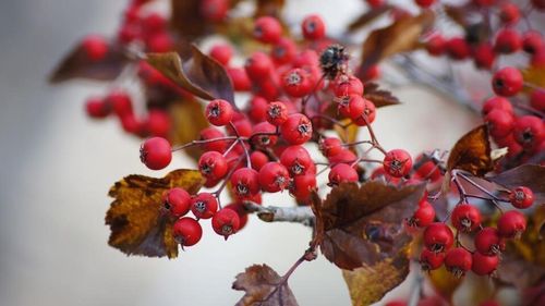 Close-up of red berries