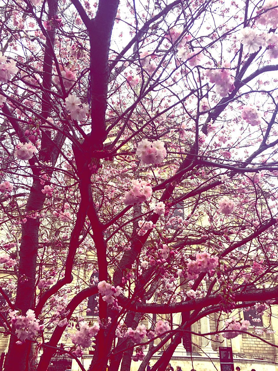 tree, nature, low angle view, growth, beauty in nature, no people, branch, day, outdoors, backgrounds, sky, close-up, freshness