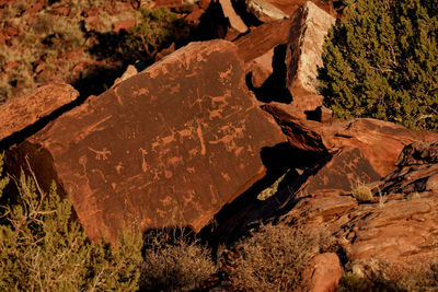 Close-up of log on rock