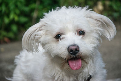 Portrait of bichon frise