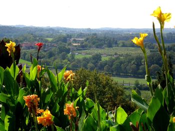 Flowers blooming on field against sky