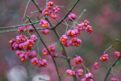 Close-up of flowering european spindle