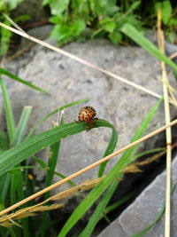 High angle view of insect on plant