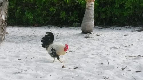 Mallard ducks on sand