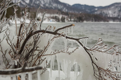 Close-up of frozen tree against lake