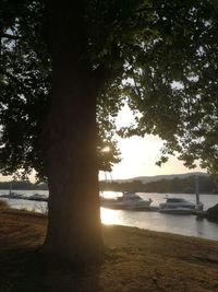 Trees growing on field by lake against sky