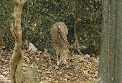 Close-up of trees on field