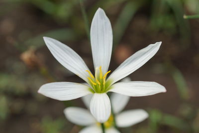 Close-up of white crocus blooming outdoors