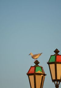 Low angle view of bird perching on wood against clear sky