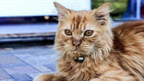 Portrait of ginger cat relaxing outdoors
