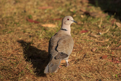 Close-up of dove perching on field