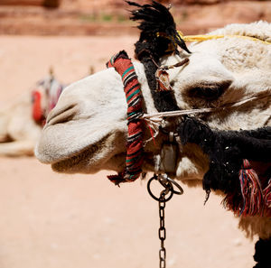 Close-up of a horse