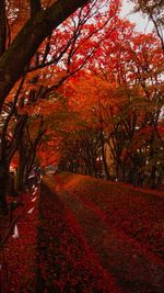 Trees in park during autumn
