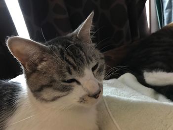 Close-up of cat relaxing at home