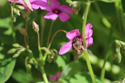 Close-up of bee pollinating on pink flower
