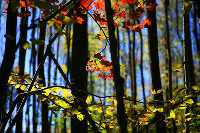 Close-up of flowering plant against trees during autumn