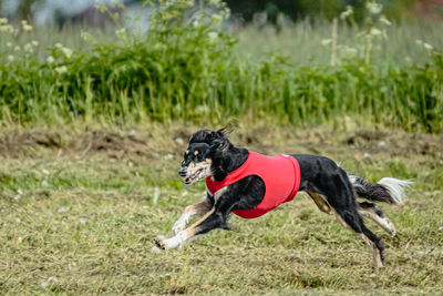 Saluki dog in red shirt running and chasing lure in the field on coursing competition