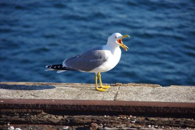 Seagulls perching on railing