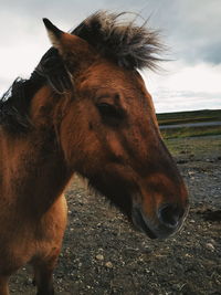 Close-up of a horse on field