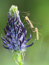 Close-up of insect on flower