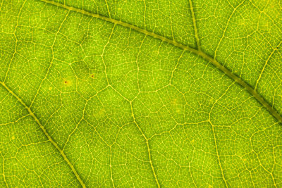 Full frame shot of green leaf