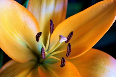 Close-up of yellow lily