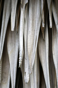 Full frame picture of dried palm leaves