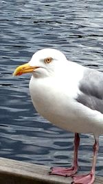 Close-up of seagull by sea