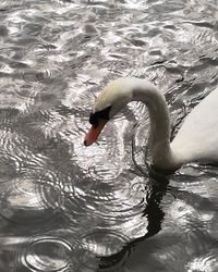 Swan swimming in lake