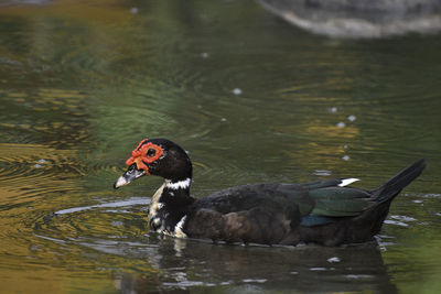 Duck swimming in lake