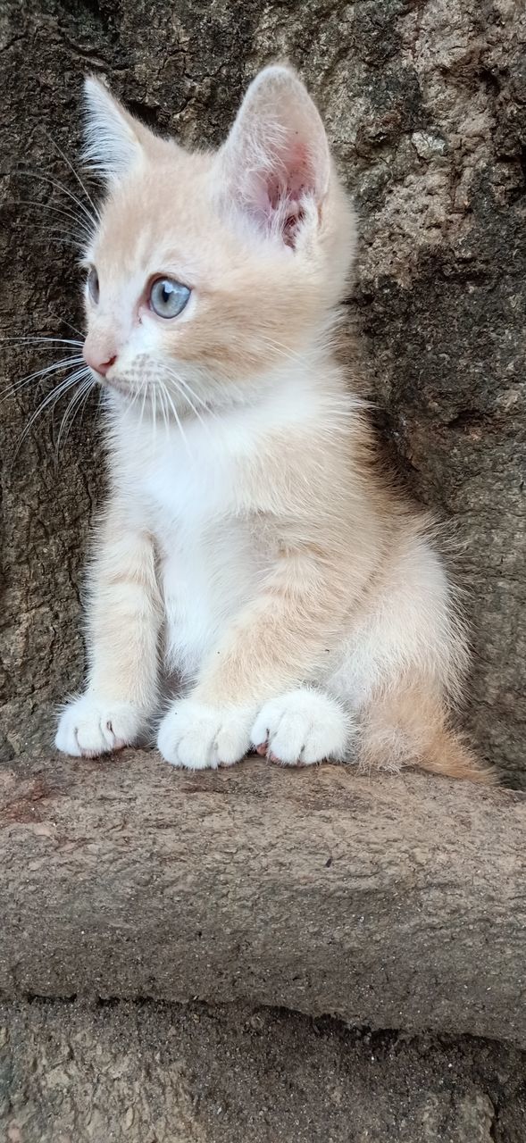 CLOSE-UP PORTRAIT OF A CAT