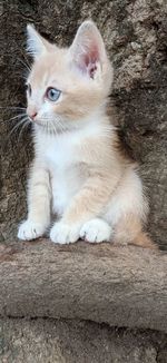 Close-up portrait of white cat