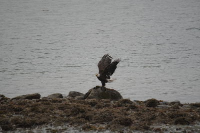 Bird landing on rock