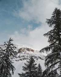 Low angle view of snowcapped mountains and trees against sky