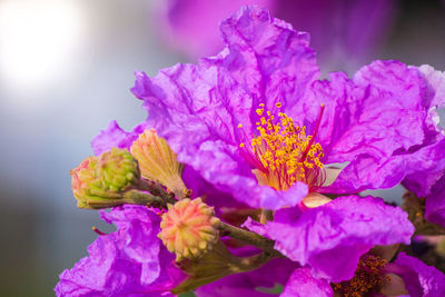 Close-up of pink cherry blossoms