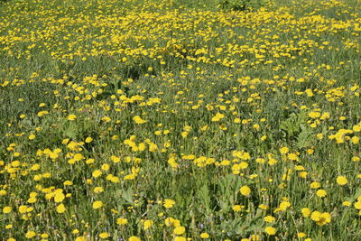Full frame shot of fresh yellow flowers in field