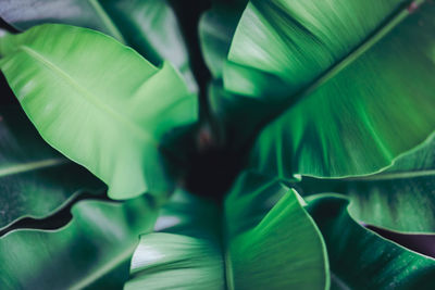 Close-up of green leaves