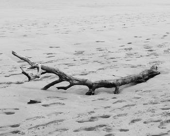 Close-up of crab on beach